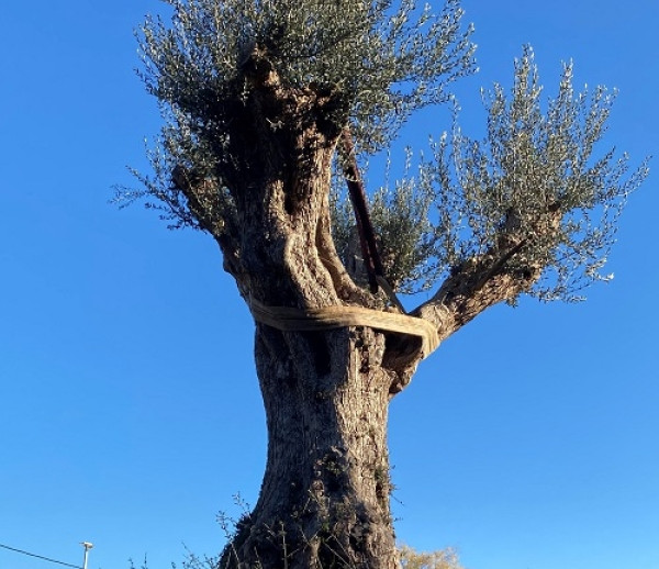 300 χρόνια ιστορίας έξω από το Δημαρχείο Παπάγου – Χολαργού