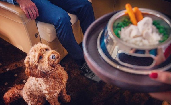 Χονγκ Κονγκ – Ιδιωτικά τζετ μόνο για κατοικίδια