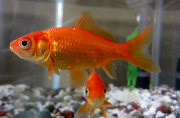 Η περίπτωση των χρυσόψαρων που έμαθαν να οδηγούν αυτοκίνητο