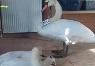 Κύκνος περιμένει το ταίρι του που πέθανε έξω από το κέντρο περίθαλψης