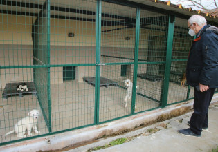 Λάρισα: Οι σκύλοι σε καλά χέρια