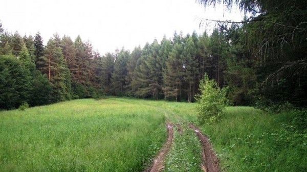 Δασωμένοι αγροί: Ερχεται νομοθετική ρύθμιση για τον αποχαρακτηρισμό τους