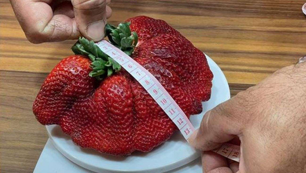 Η μεγαλύτερη φράουλα στον κόσμο ζυγίζει σχεδόν 300 γραμμάρια – Νέο Ρεκόρ Γκίνες