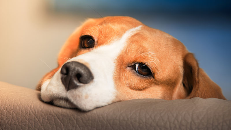 Έρευνα: Και οι σκύλοι μπορεί να θρηνούν μετά τον θάνατο του συντρόφου τους