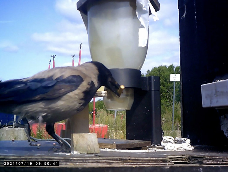 Σουηδία: Εκπαιδεύουν κοράκια για να μαζεύουν τις γόπες των τσιγάρων από το δρόμο