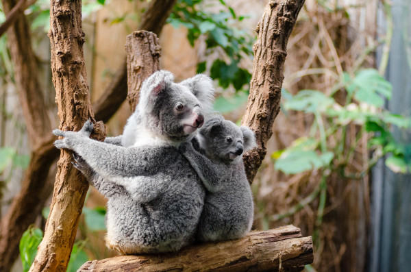 Κοάλα: Το εμβληματικό ζώο της Αυστραλίας ένα βήμα πιο κοντά στην εξαφάνιση