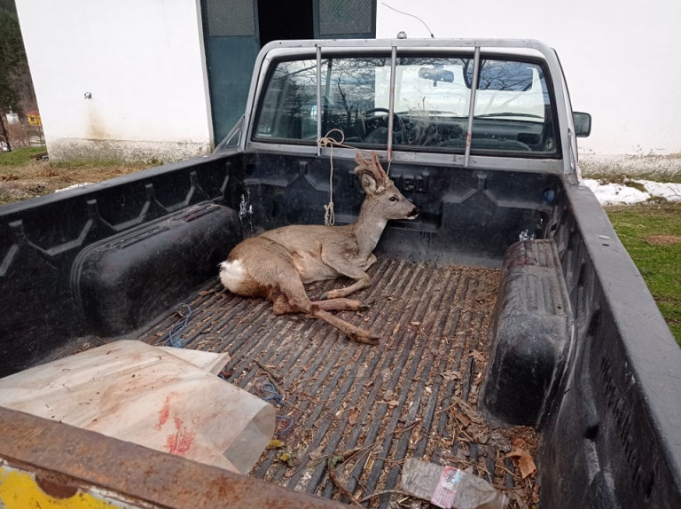 Έσωσαν ζαρκάδι δημοτικοί υπάλληλοι