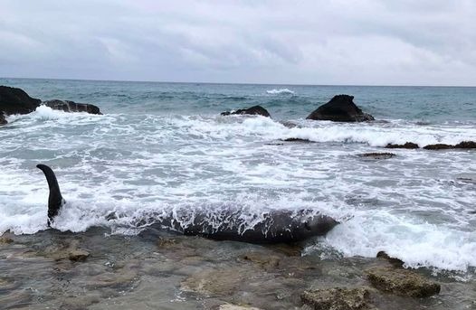 WWF: Μαζικός εκβρασμός ζιφιών – Καλούμε την κυβέρνηση να αναστείλει τις σεισμικές έρευνες