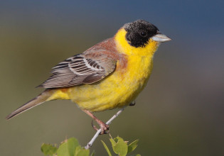Δεκάδες άγρια πτηνά πωλούνταν παράνομα στο Σχιστό – Μεταφέρθηκαν σε φιλοζωική οργάνωση