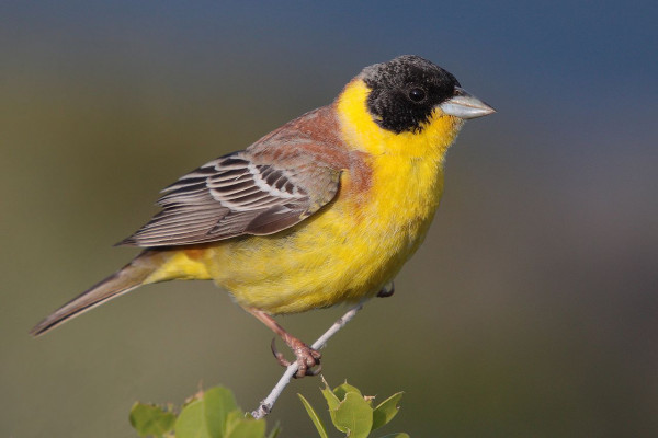 Δεκάδες άγρια πτηνά πωλούνταν παράνομα στο Σχιστό – Μεταφέρθηκαν σε φιλοζωική οργάνωση