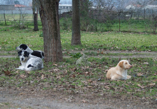 Αδέσποτα: Σοβαρά προβλήματα επιβίωσης λόγω χαμηλών θερμοκρασιών και αδιαφορίας