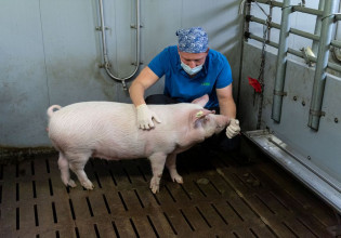 Εργαστήριο εκτροφής χοίρων θα παράγει μοσχεύματα καρδιάς για ανθρώπους