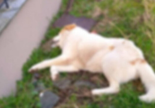 Νεοχώρι: Νέα κτηνωδία με έξι σκυλιά νεκρά από φόλες