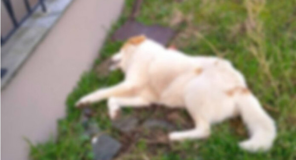 Νεοχώρι: Νέα κτηνωδία με έξι σκυλιά νεκρά από φόλες