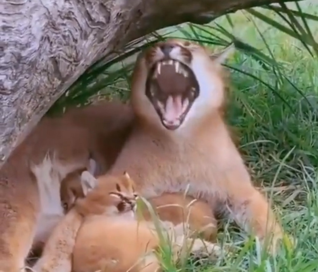 Ζώα: Μικρό αιλουροειδές χασμουριέται σαν τη μαμά του και γίνεται viral