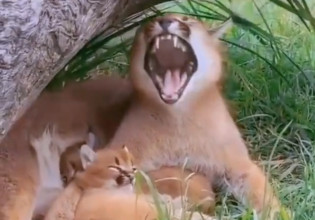 Ζώα: Μικρό αιλουροειδές χασμουριέται σαν τη μαμά του και γίνεται viral