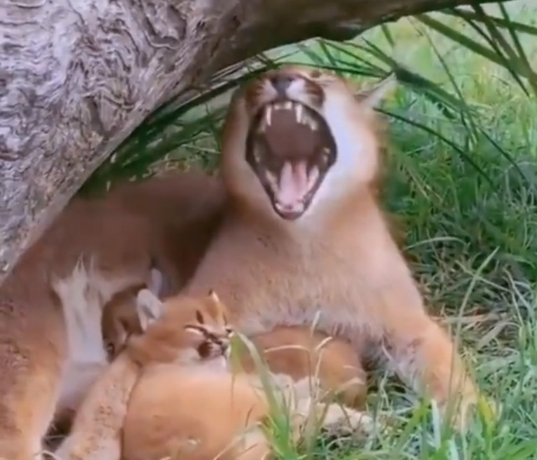 Ζώα: Μικρό αιλουροειδές χασμουριέται σαν τη μαμά του και γίνεται viral