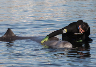 Οι ζιφιοί θύματα των σεισμικών ερευνών στο Ιόνιο;  Το ΥΠΕΝ ζητά στοιχεία