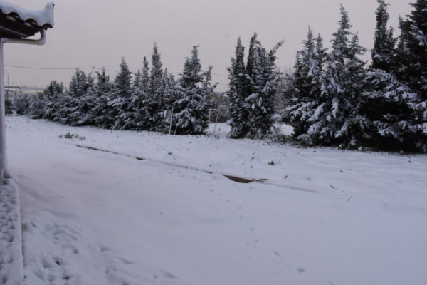 Κακοκαιρία «Bianca»: Το χιόνι άφησε χωρίς ρεύμα περιοχές σε Φλώρινα και Καστοριά