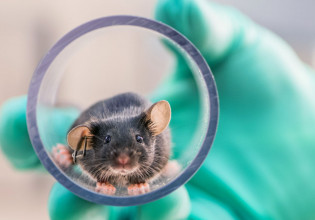 Να απαγορευτούν οι δοκιμές σε ζώα; Η Ελβετία με τις τεράστιες φαρμακευτικές κατεβαίνει σε δημοψήφισμα