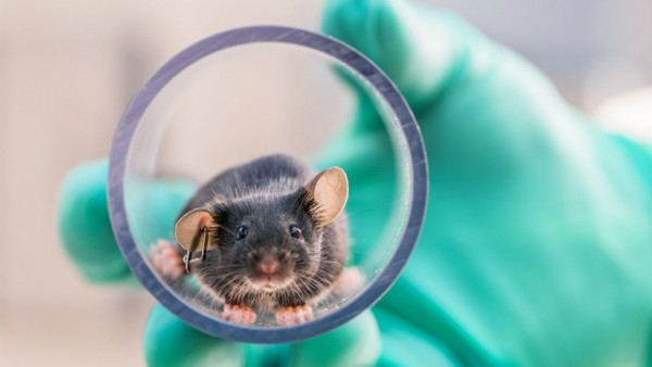 Να απαγορευτούν οι δοκιμές σε ζώα; Η Ελβετία με τις τεράστιες φαρμακευτικές κατεβαίνει σε δημοψήφισμα