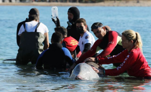 Θλίψη: Εντοπίστηκε νεκρή η φάλαινα του Αλίμου