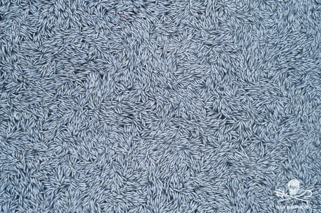 Γαλλία: Σοκαριστικές εικόνες με χιλιάδες νεκρά ψάρια στη θάλασσα – Τι συνέβη