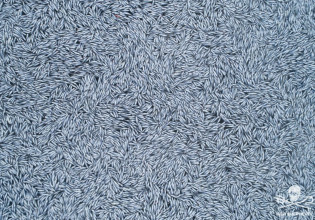 Γαλλία: Σοκαριστικές εικόνες με χιλιάδες νεκρά ψάρια στη θάλασσα – Τι συνέβη