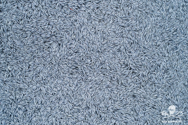 Γαλλία: Σοκαριστικές εικόνες με χιλιάδες νεκρά ψάρια στη θάλασσα – Τι συνέβη