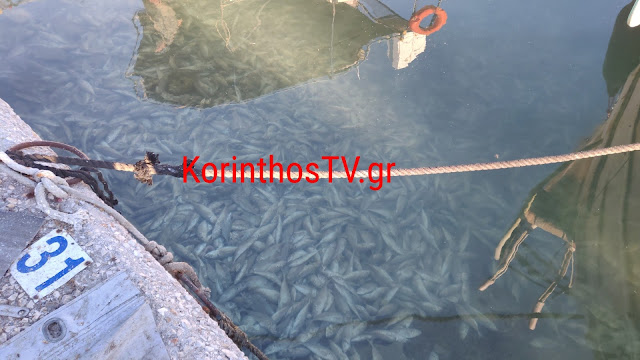 Κόρινθος: Γέμισε νεκρά ψάρια το λιμάνι [εικόνες]