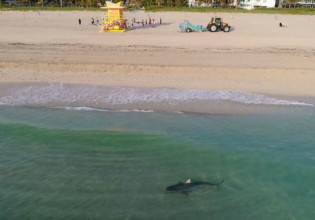 Αυστραλία: Καρχαρίας σκοτώνει κολυμβητή – Βίντεο σοκ