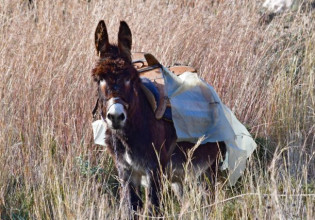 Νάξος: Βασάνισε γάιδαρο δένοντας τη γλώσσα με τα αυτιά του με σύρμα