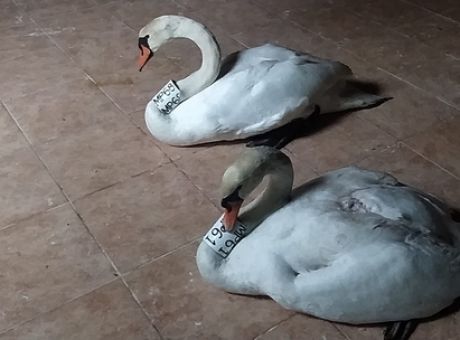 Κύκνος στην Καστοριά περιμένει το ταίρι του που πέθανε έξω από το κέντρο περίθαλψης