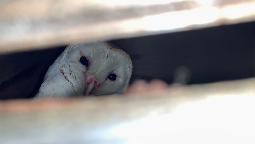 Τοποθετούνται τεχνητές φωλιές για τρία νυχτόβια είδη πουλιών σε διάφορα σημεία στο Νομό Θεσσαλονίκης