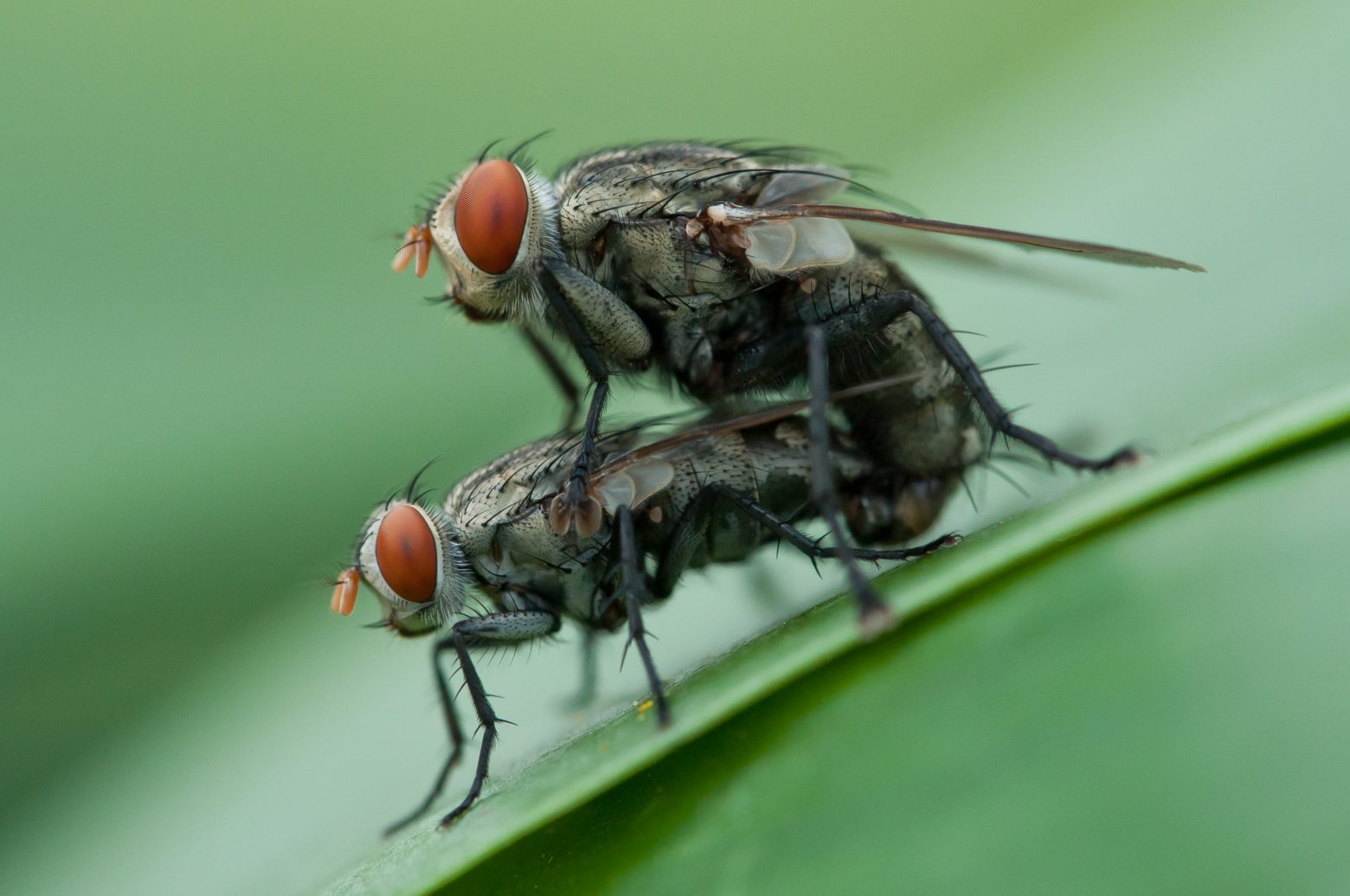 Πεινασμένες για έρωτα: Γιατί οι καλοταϊσμένες μύγες έχουν όρεξη για σεξ