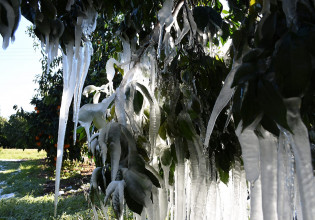 Πορτοκάλια: Στα 0,22 ευρώ/κιλό η αποζημίωση για τον παγετό