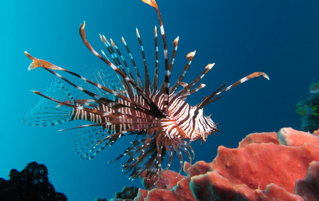 Βιολογικοί εισβολείς: 116,24 δισ. ευρώ το ετήσιο κόστος για την Ευρώπη