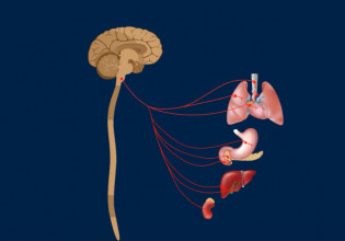 Πλήγμα στο πνευμονογαστρικό νεύρο προκαλεί τη μακρά COVID