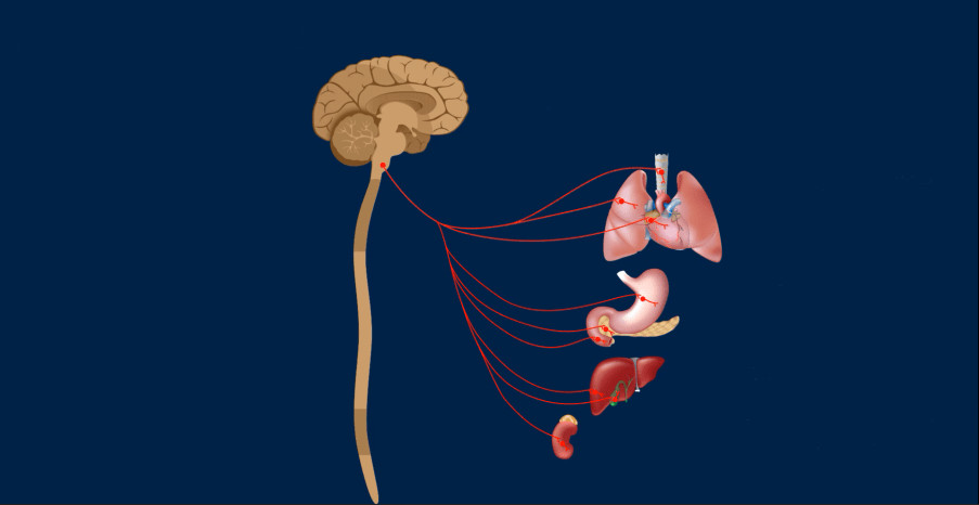 Πλήγμα στο πνευμονογαστρικό νεύρο προκαλεί τη μακρά COVID