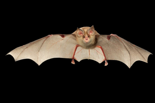 Πανδημία: Επικίνδυνοι συγγενείς του SARS-CoV-2 ανακαλύφθηκαν σε νυχτερίδες – Μπορούν να μεταδοθούν στον άνθρωπο