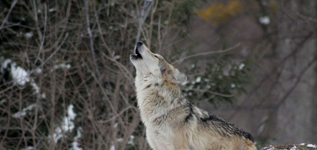 «Καλλιστώ»: Τι πρέπει να προσέχουν οι πολίτες σε σχέση με τους λύκους