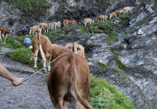 Ζωοανθρωπονόσοι: Αποζημιώσεις 1,17 εκατ. ευρώ σε κτηνοτρόφους