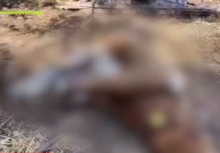 Κολαστήριο ζώων στην Κω: Σκελετωμένες και νεκρές αγελάδες σε απάνθρωπες συνθήκες