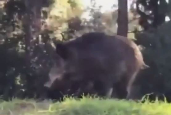 Mετά τον λύκο στον Διόνυσο, εμφανίστηκαν αγριογούρουνα στην Εκάλη