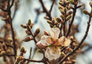 Αμυγδαλιά: Γεωργικές προειδοποιήσεις για τις ασθένειες της εποχής