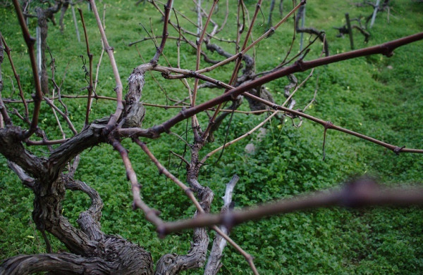 Αμπέλι: Ποιοι κίνδυνοι κρύβονται στις μεγάλες τομές κλαδέματος