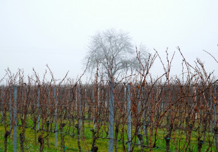 Αμπέλι: Οι επεμβάσεις του χειμώνα – Προληπτικά μέτρα