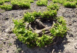 Τροποποιήσεις – μεταβιβάσεις για αμπελώνα Θήρας και παραδοσιακό ελαιώνα Άμφισσας