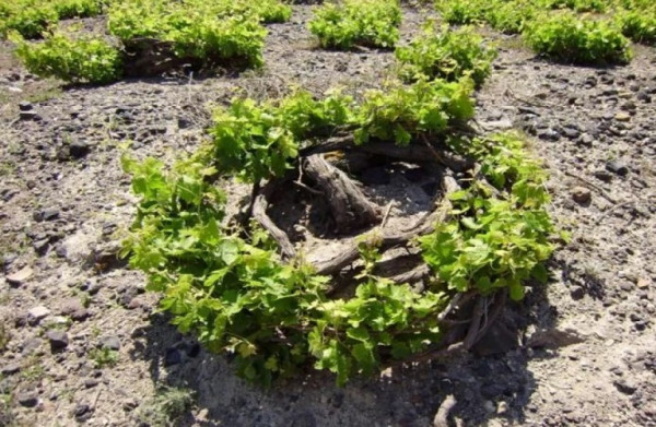 Τροποποιήσεις – μεταβιβάσεις για αμπελώνα Θήρας και παραδοσιακό ελαιώνα Άμφισσας