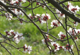 Βερικοκιά: Επεμβάσεις για το Κορύνεο